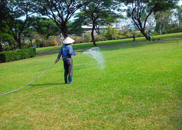 Chăm sóc bảo dưỡng cây xanh